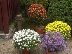 thumbnail_7561