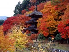 thumbnail_7437