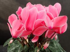 thumbnail_7418