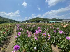thumbnail_6936