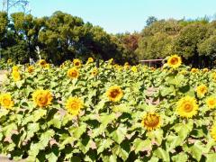 thumbnail_7449
