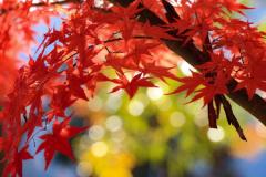 thumbnail_7483