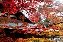thumbnail_7562
