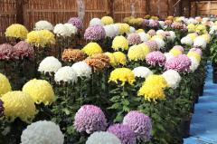 thumbnail_7162