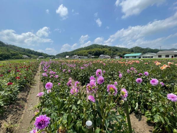 https://www.db.kansai-maas.jp/image/photos/04635aa4-5798-4233-87c2-b6e3b4a167f7.jpg