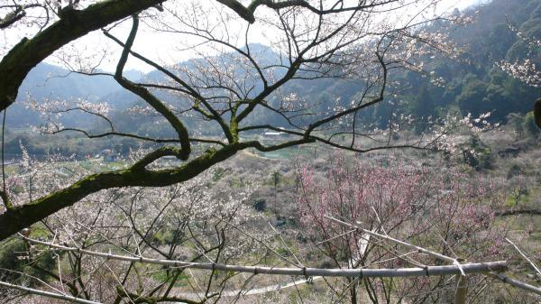 https://www.db.kansai-maas.jp/image/photos/0bb1ba3b-0d77-4aab-9b78-165d8dbb482a.jpg