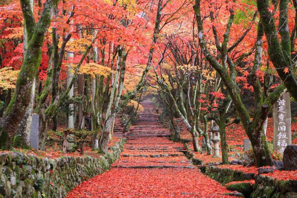 https://www.db.kansai-maas.jp/image/photos/0bc44d3d-693c-44d4-8e03-b374ae286fe2.jpg