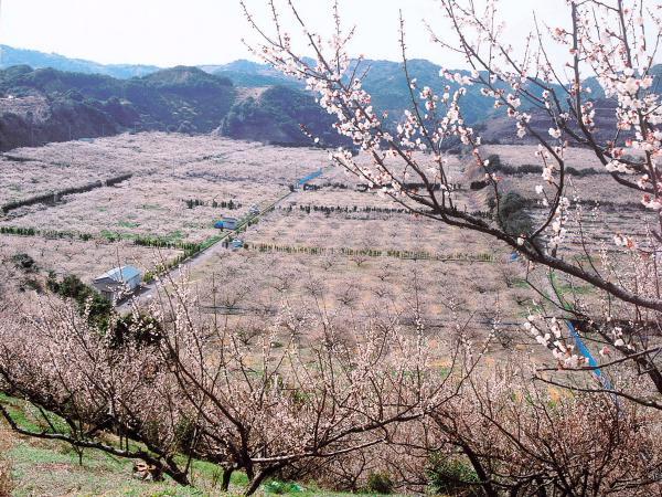 https://www.db.kansai-maas.jp/image/photos/0cef5d19-cab7-4040-a6fb-51b8bb2f7dc0.jpg
