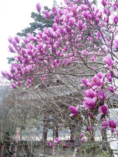 https://www.db.kansai-maas.jp/image/photos/0d5daed9-f4fb-4e2e-8e21-37f71c28d769.jpg