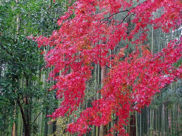 https://www.db.kansai-maas.jp/image/photos/15c0fedb-d0c5-42b9-b572-f3bc273e20bd.jpg