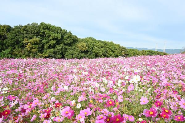 https://www.db.kansai-maas.jp/image/photos/16655595-454f-4149-a3ff-cb60f69c8edb.jpg