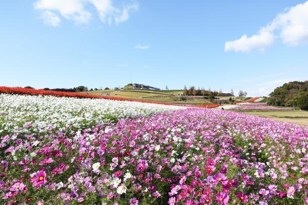 https://www.db.kansai-maas.jp/image/photos/167f9c61-cfad-46c5-b9e8-22f54dda4596.jpg