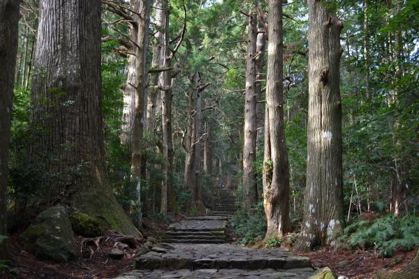 https://www.db.kansai-maas.jp/image/photos/196c0409-48bb-4b4b-8c70-85e78eba0123.jpg