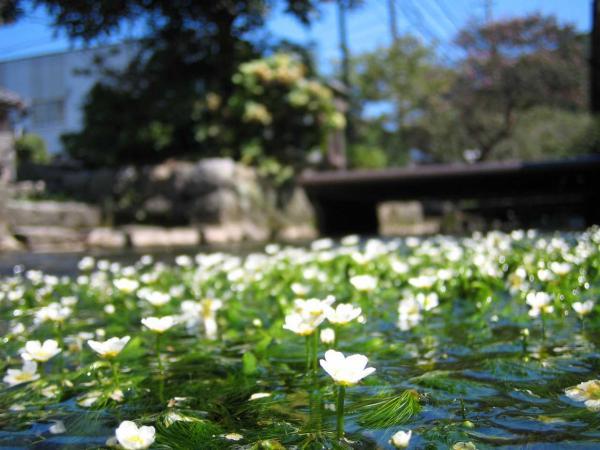 https://www.db.kansai-maas.jp/image/photos/1c88d237-3c94-4b4b-b029-2ba2851f2f42.jpg