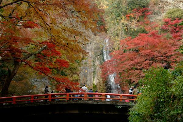 https://www.db.kansai-maas.jp/image/photos/1cc87933-f094-476c-b94a-8d4922a970cf.jpg