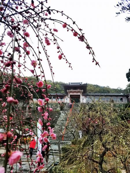 https://www.db.kansai-maas.jp/image/photos/1cd2ae04-624c-4815-9ad3-0bfdf0f38886.jpg