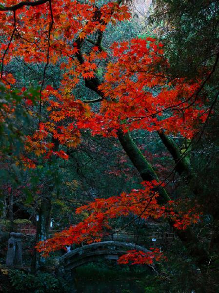 https://www.db.kansai-maas.jp/image/photos/1d1875c9-77a4-431d-a1db-8bc6d9536cd9.jpg