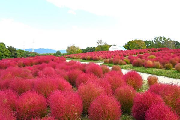 https://www.db.kansai-maas.jp/image/photos/1de83589-138c-434a-b1ee-9892b9097950.jpg