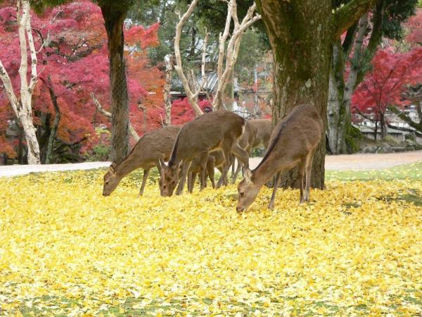 https://www.db.kansai-maas.jp/image/photos/1eed8209-5673-492a-aace-3e18b9a18f7d.jpg
