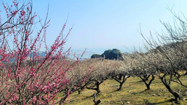 https://www.db.kansai-maas.jp/image/photos/1f7349b2-c973-4111-8686-b896acdb2eab.jpg