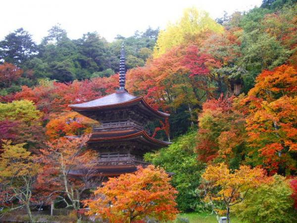 https://www.db.kansai-maas.jp/image/photos/2002c144-97ce-4fb2-8b0b-7e776a26c4b8.jpg