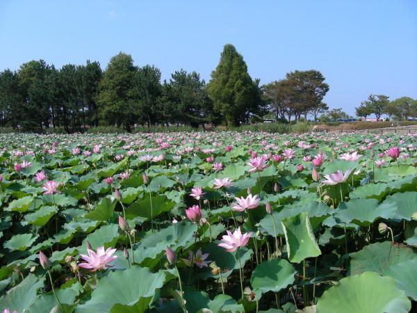 https://www.db.kansai-maas.jp/image/photos/254b0d97-f453-4392-801e-99bd456e1c3a.jpg