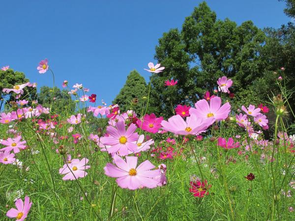 https://www.db.kansai-maas.jp/image/photos/25526063-12fe-4711-86df-32e9b100e62f.jpg