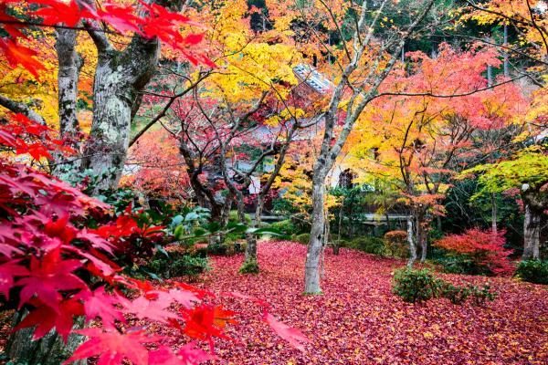 https://www.db.kansai-maas.jp/image/photos/2976f707-fb9a-4b82-af88-5a933eedd925.jpg