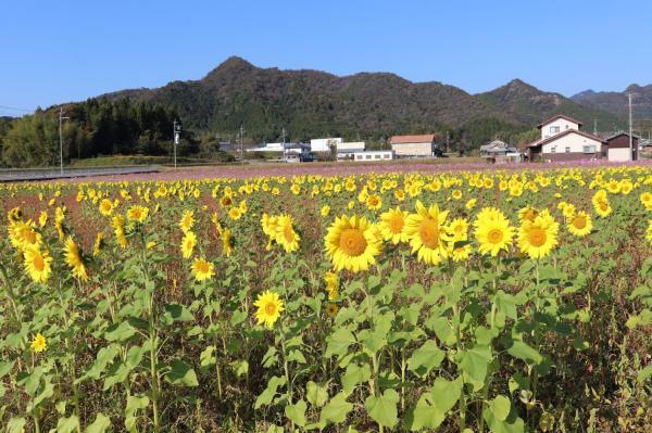 https://www.db.kansai-maas.jp/image/photos/2a1e779b-db01-4069-8cf4-4f9286831e8b.jpg