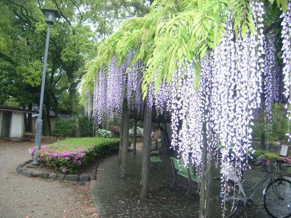 https://www.db.kansai-maas.jp/image/photos/2c0e7f38-a589-4357-bf80-ecf3d5aed0ce.jpg
