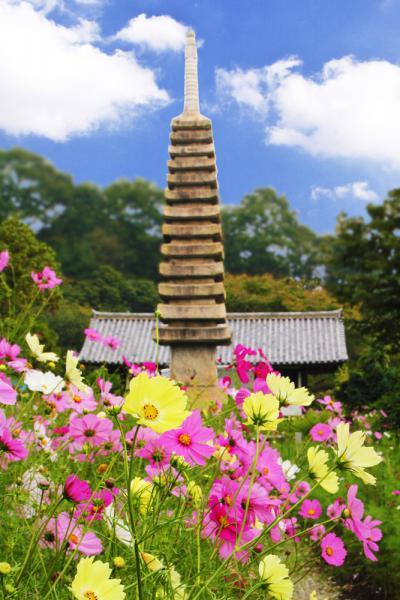 https://www.db.kansai-maas.jp/image/photos/3153f785-1c1a-4bfd-b4fd-7c32ad26f7a3.jpg