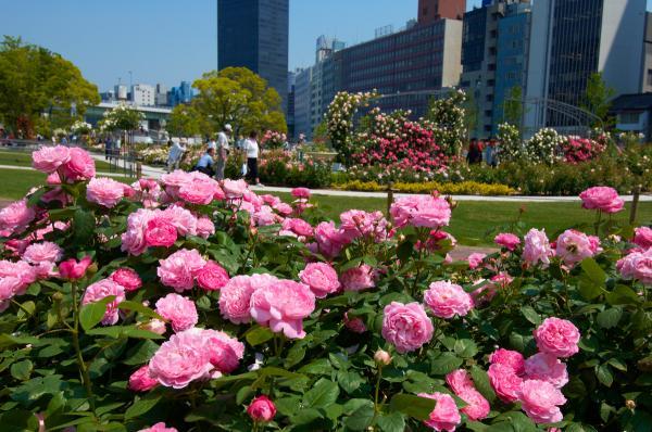 https://www.db.kansai-maas.jp/image/photos/3182dd3b-cf49-410b-9436-df171354c275.jpg