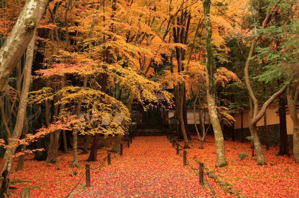 https://www.db.kansai-maas.jp/image/photos/3d9c8729-9fd8-44bf-bc0c-0344de1ccbaa.jpg