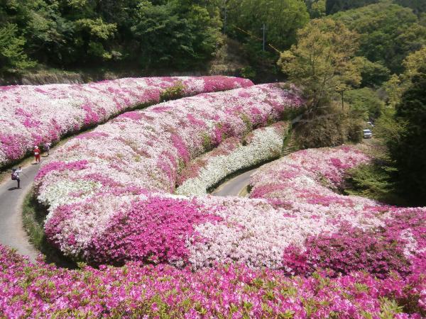 https://www.db.kansai-maas.jp/image/photos/3f66d5d7-bd62-4fe2-b293-9944ff51b7a7.jpg