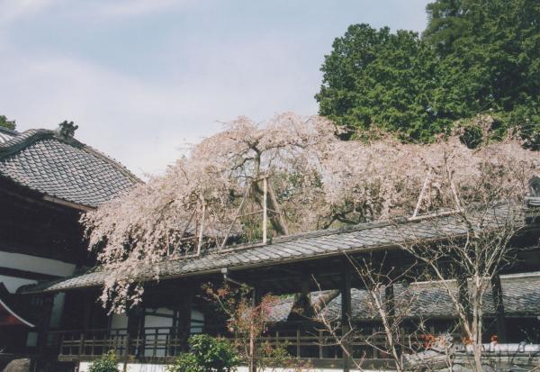 https://www.db.kansai-maas.jp/image/photos/40b9a1d5-a84f-453e-a311-c93d0d51cacd.jpg