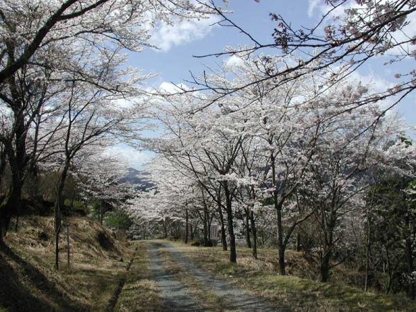 https://www.db.kansai-maas.jp/image/photos/4296feb0-7dff-42e6-b782-09472a57cd89.jpg