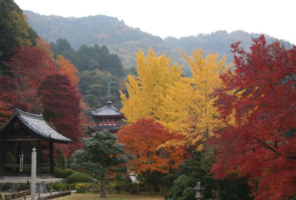 https://www.db.kansai-maas.jp/image/photos/4311ba14-8e15-4e76-8f38-6766b2dc7743.jpg