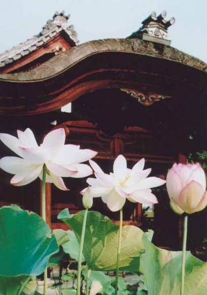 https://www.db.kansai-maas.jp/image/photos/46dc160c-b1e2-4c7e-b946-a339d22c64f5.jpg