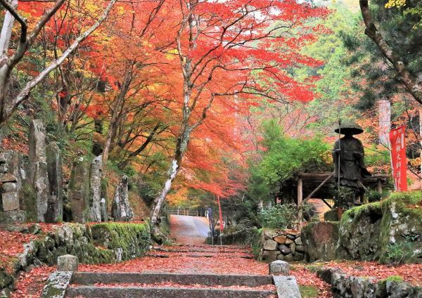 https://www.db.kansai-maas.jp/image/photos/48f23db5-30fb-4f02-b2b5-b78c28e27a3c.jpg