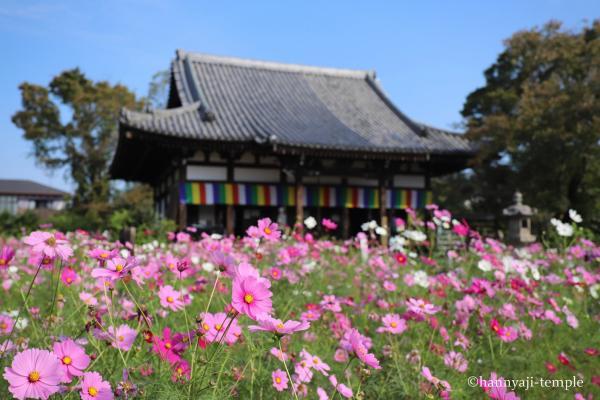 https://www.db.kansai-maas.jp/image/photos/4b7568b4-ab3a-4456-a4f3-3483bb2ae627.jpg