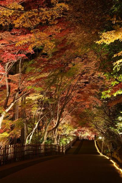 https://www.db.kansai-maas.jp/image/photos/582b9f4e-43de-402c-ba7e-c8c8560a3a5a.jpg