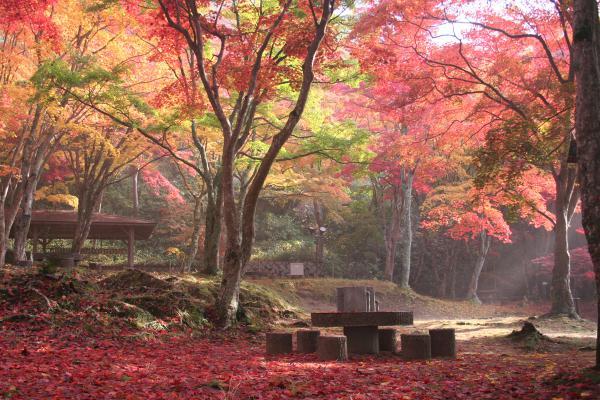 https://www.db.kansai-maas.jp/image/photos/586f10e7-b4c8-4709-96f3-0155bebdb5bf.jpg