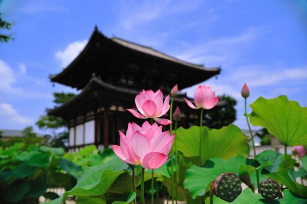 https://www.db.kansai-maas.jp/image/photos/58731110-0edb-4bc8-831b-be4370740641.jpg