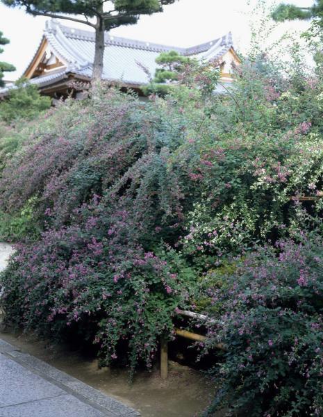 https://www.db.kansai-maas.jp/image/photos/62b1d539-6316-4bc0-bce7-238203b36526.jpg
