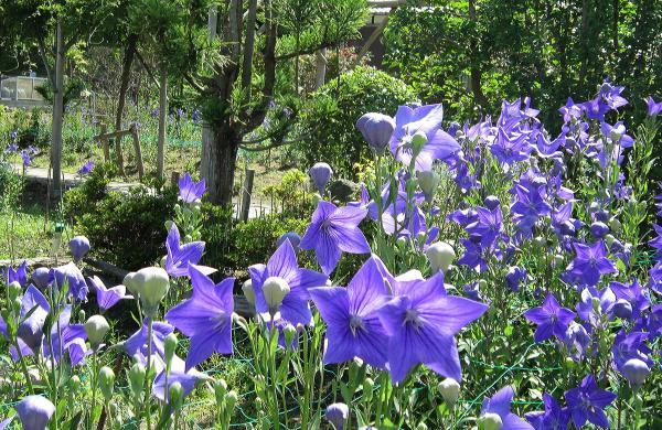 https://www.db.kansai-maas.jp/image/photos/62d67a04-4621-44ac-8fe0-076dc7764349.jpg