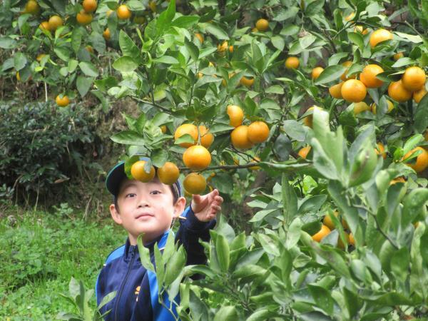 https://www.db.kansai-maas.jp/image/photos/6a25f1e5-a767-4a3f-a006-719647cd4535.jpg