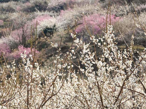 https://www.db.kansai-maas.jp/image/photos/6f8b63f0-64ee-4027-9563-af7e812c6229.jpg