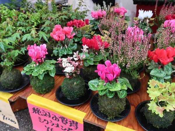 https://www.db.kansai-maas.jp/image/photos/73b0f477-bc29-4226-bf34-3bf041bb8f9a.jpg