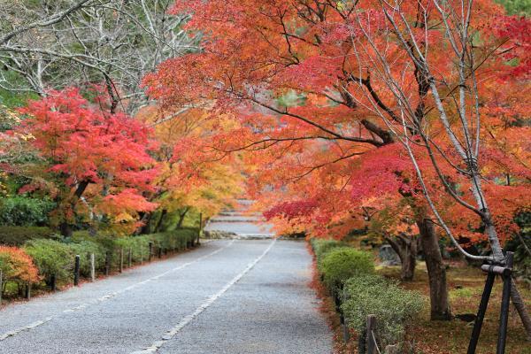 https://www.db.kansai-maas.jp/image/photos/73e7e124-d632-4192-83b5-9639c771ee2d.jpg