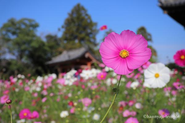 https://www.db.kansai-maas.jp/image/photos/79c09fcb-0902-4189-9606-72fb793f1e33.jpg
